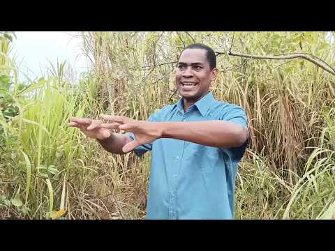 Descubre el misterioso significado de soñar con un armadillo Descubre el misterioso significado de soñar con un armadillo