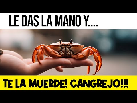 Descubre el significado de soñar que te muerde un cangrejo Descubre el significado de soñar que te muerde un cangrejo