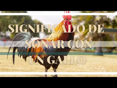 Descubre el significado de soñar con un gallo negro 🌙✨ Descubre el significado de soñar con un gallo negro 🌙✨