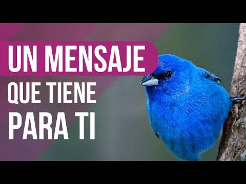 Descubre el significado de soñar con un pájaro azul Descubre el significado de soñar con un pájaro azul