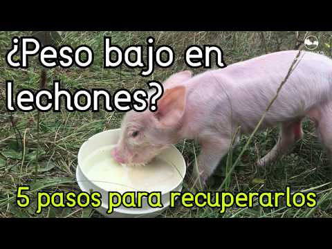 Consejos para ayudar a tu mini cerdito cuando no quiere comer Consejos para ayudar a tu mini cerdito cuando no quiere comer