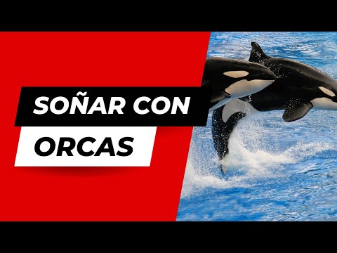 Descubre el significado de soñar con una orca: mensajes del inconsciente Descubre el significado de soñar con una orca: mensajes del inconsciente