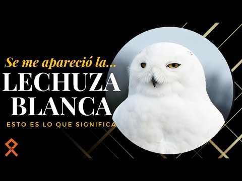 Descubre el misterio detrás de ver una lechuza blanca Descubre el misterio detrás de ver una lechuza blanca