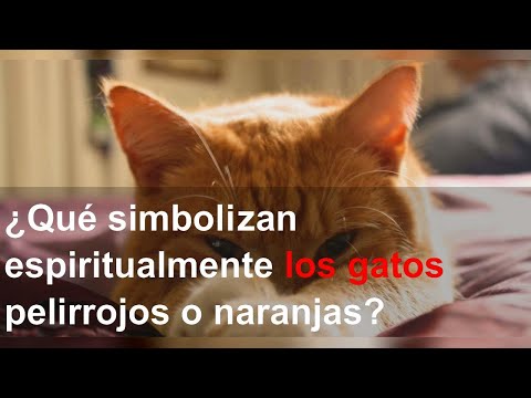 Descubre el misterio: ¿Qué significa soñar con un gato naranja? Descubre el misterio: ¿Qué significa soñar con un gato naranja?