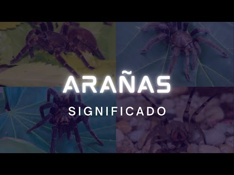 Descubre el significado de tener una araña encima de ti Descubre el significado de tener una araña encima de ti