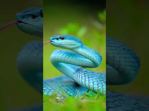 Descubre el misterio: ¿Qué significa ver una serpiente dorada? Descubre el misterio: ¿Qué significa ver una serpiente dorada?