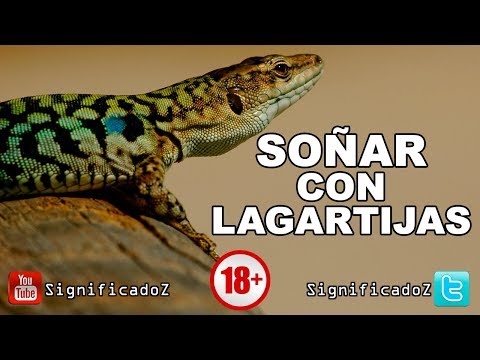 Descubre el significado de soñar con lagartijas en tu cuerpo Descubre el significado de soñar con lagartijas en tu cuerpo