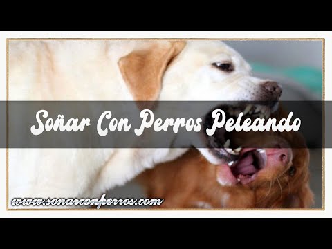 Descubre el significado de soñar con perros peleando: ¡Interpretación reveladora! Descubre el significado de soñar con perros peleando: ¡Interpretación reveladora!