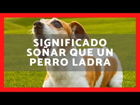 Descubre qué significa soñar que te ladra un perro: ¿Buena o mala señal? Descubre qué significa soñar que te ladra un perro: ¿Buena o mala señal?