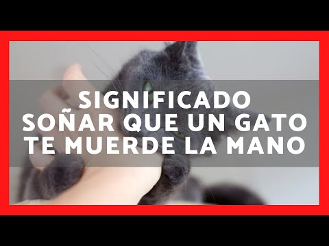 Descifra el misterio: ¿Qué significa soñar con un gato que te muerde? Descifra el misterio: ¿Qué significa soñar con un gato que te muerde?