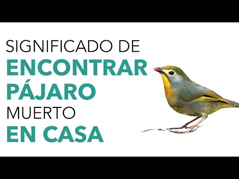 Descubre la simbología detrás de encontrar pájaros muertos en tu patio Descubre la simbología detrás de encontrar pájaros muertos en tu patio