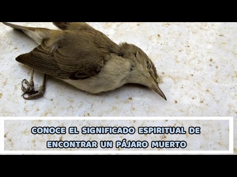 Entendiendo el Significado Cuando se Muere un Pajarito: Mitos y Realidades Entendiendo el Significado Cuando se Muere un Pajarito: Mitos y Realidades
