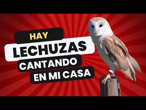 El misterio detrás de una lechuza posada en tu hogar: ¿Qué significa realmente? El misterio detrás de una lechuza posada en tu hogar: ¿Qué significa realmente?
