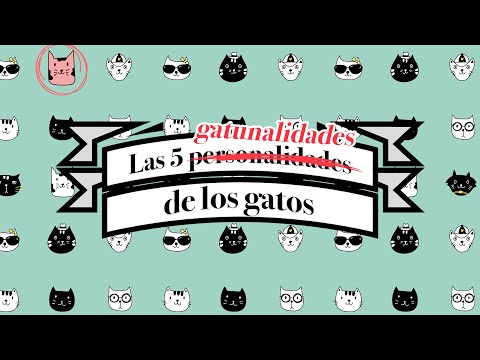 Descubre la fascinante personalidad de los amantes de los gatos Descubre la fascinante personalidad de los amantes de los gatos