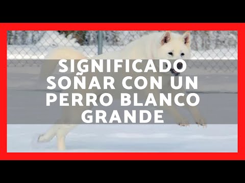 Descubre el significado de soñar con un perro blanco grande Descubre el significado de soñar con un perro blanco grande