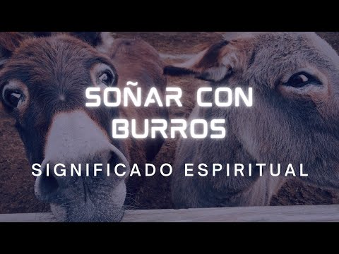 Descubre el misterioso significado de soñar con un burro café Descubre el misterioso significado de soñar con un burro café