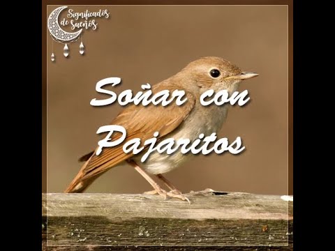 Descubre el significado de soñar con pájaros en casa Descubre el significado de soñar con pájaros en casa