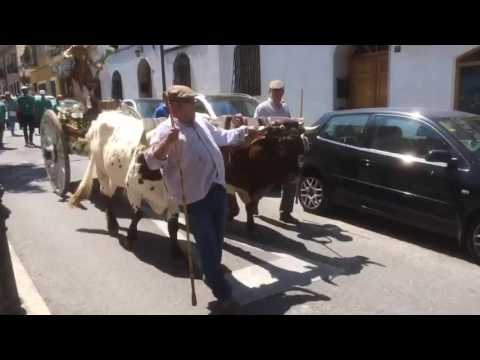Descubre la fascinante Ronda de los Caballos en Villaviciosa de Odón Descubre la fascinante Ronda de los Caballos en Villaviciosa de Odón