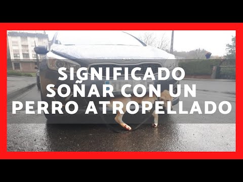 ¿Qué significa soñar que atropellan a un perro? Descubre su interpretación aquí ¿Qué significa soñar que atropellan a un perro? Descubre su interpretación aquí