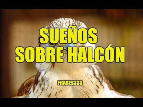 Descubre el fascinante significado de soñar con un halcón Descubre el fascinante significado de soñar con un halcón