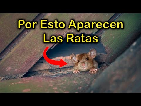 Descubre por qué los ratones se suben a la cama: ¡La verdad revelada! Descubre por qué los ratones se suben a la cama: ¡La verdad revelada!