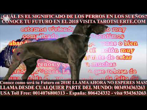 Descubre el misterio: qué significa soñar con un gran danés Descubre el misterio: qué significa soñar con un gran danés