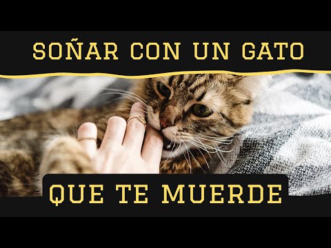 ¿Qué significa soñar que un gato te muerde la mano? Descúbrelo aquí ¿Qué significa soñar que un gato te muerde la mano? Descúbrelo aquí