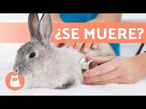 Descubre por qué tu conejo se sube a tu cama: razones sorprendentes Descubre por qué tu conejo se sube a tu cama: razones sorprendentes