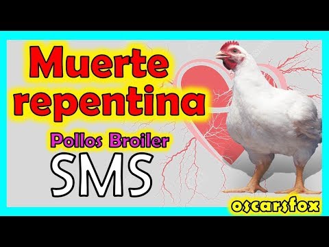 Descubre por qué las gallinas mueren de repente: consejos y soluciones Descubre por qué las gallinas mueren de repente: consejos y soluciones