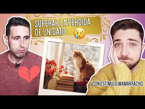 Superando la culpa por la pérdida de mi gato: consejos para sanar Superando la culpa por la pérdida de mi gato: consejos para sanar