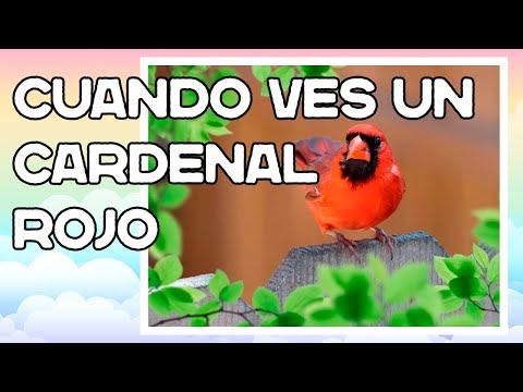 Descubre el misterioso significado de ver un pajarito rojo Descubre el misterioso significado de ver un pajarito rojo