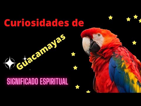 Descubre el fascinante significado de soñar con una guacamaya Descubre el fascinante significado de soñar con una guacamaya