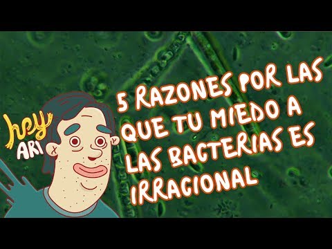 Descubre por qué la bacilofobia es el miedo a la bacteria Descubre por qué la bacilofobia es el miedo a la bacteria