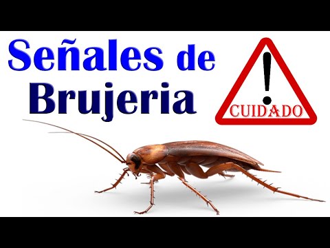 ¡Cucaracha en casa! Descubre qué significa si se te sube una ¡Cucaracha en casa! Descubre qué significa si se te sube una