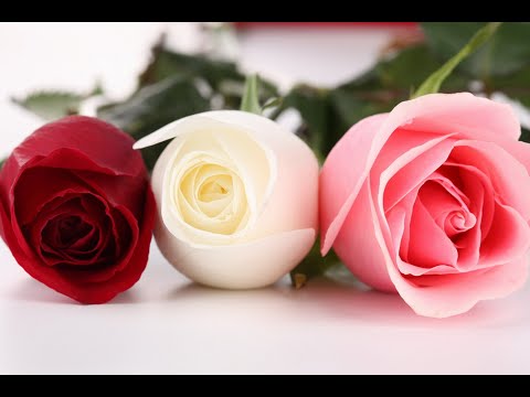 Descubre el significado de soñar con rosas rosadas Descubre el significado de soñar con rosas rosadas