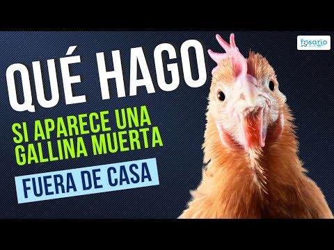 Descubre el misterio: ¿Qué significa una gallina negra muerta? Descubre el misterio: ¿Qué significa una gallina negra muerta?