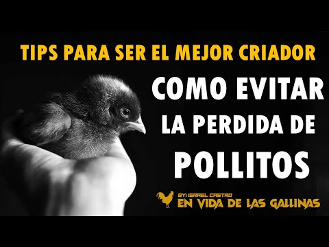 Descubre las razones por las que se mueren los pollitos chiquitos: guía completa Descubre las razones por las que se mueren los pollitos chiquitos: guía completa