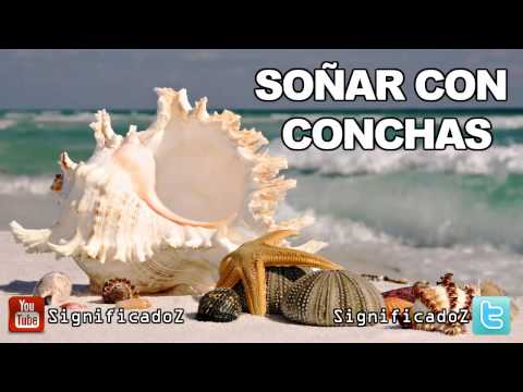 Descubre el significado de soñar con conchas de mar Descubre el significado de soñar con conchas de mar