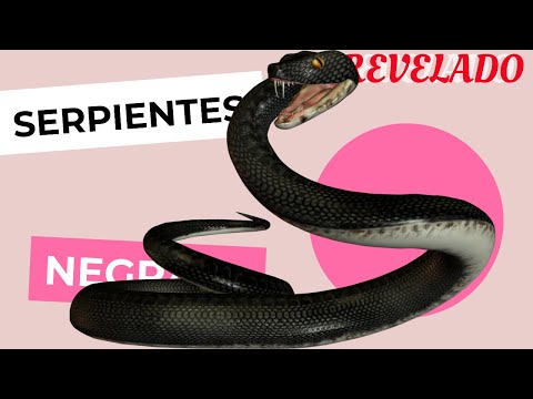 Descubre el significado de soñar con serpiente negra que huye Descubre el significado de soñar con serpiente negra que huye