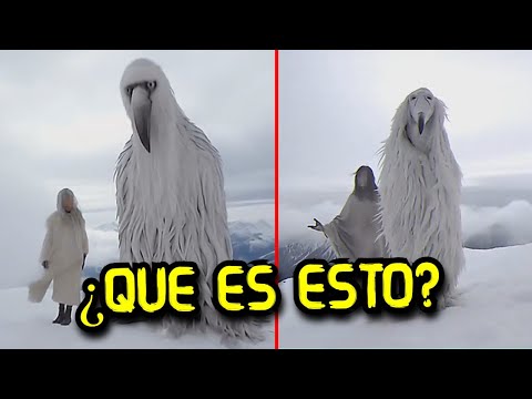 Descubre el misterio del ave blanca que vuela de noche Descubre el misterio del ave blanca que vuela de noche