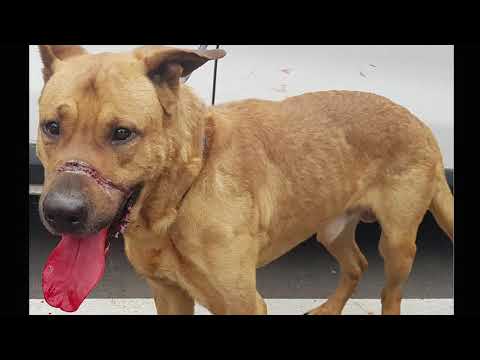 ¿Qué significa soñar con un perro herido y sangrando? ¡Descúbrelo aquí! ¿Qué significa soñar con un perro herido y sangrando? ¡Descúbrelo aquí!