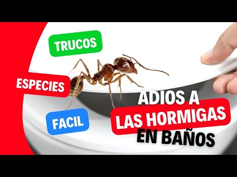 Descubre por qué hay hormigas en el baño y cómo eliminarlas fácilmente Descubre por qué hay hormigas en el baño y cómo eliminarlas fácilmente