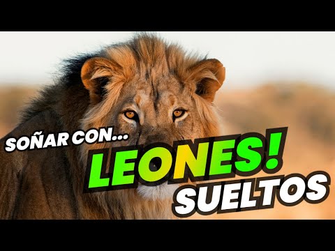 Descubre el misterio: ¿Qué significa soñar con leones enjaulados? Descubre el misterio: ¿Qué significa soñar con leones enjaulados?