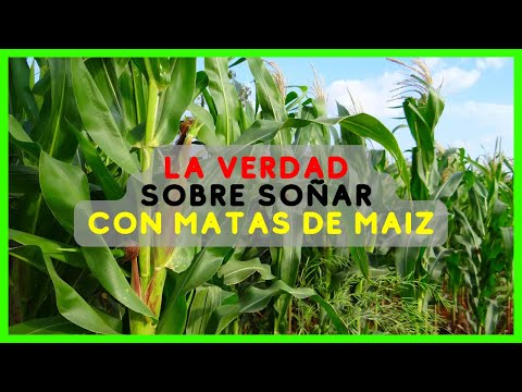 Descubre el significado de soñar con plantas de maíz verdes Descubre el significado de soñar con plantas de maíz verdes