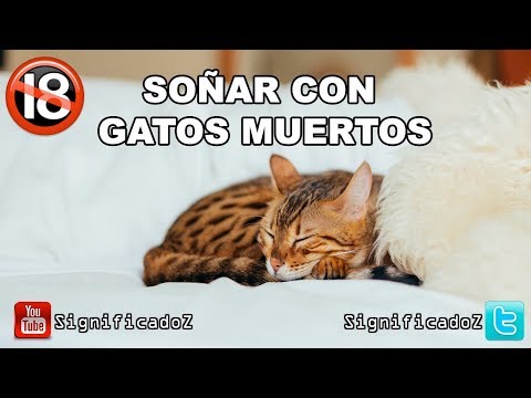 Descubre el significado de soñar con un gato muerto Descubre el significado de soñar con un gato muerto