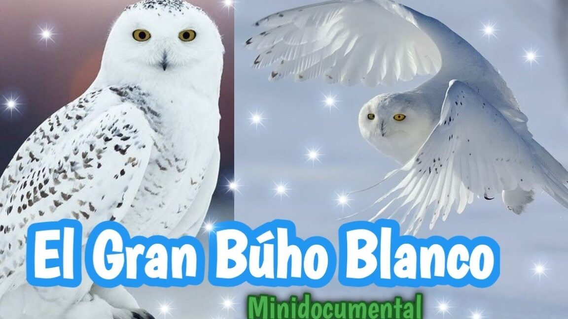 Descubre el misterio del ave blanca que vuela de noche 1 Descubre el misterio del ave blanca que vuela de noche