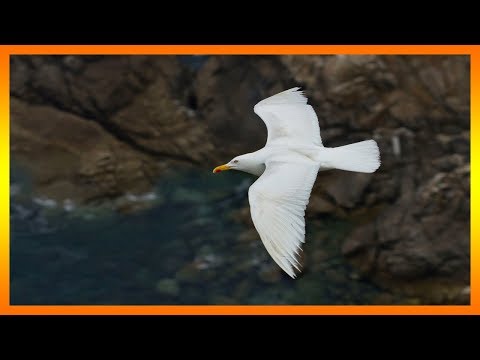 Descubre el misterio: ¿Qué significa soñar con un pajarito blanco? Descubre el misterio: ¿Qué significa soñar con un pajarito blanco?