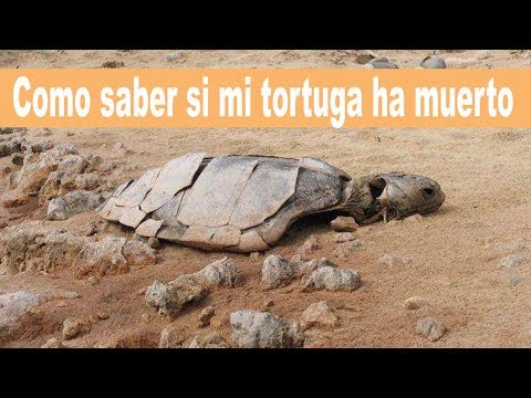 Descubre los signos para saber si una tortuga está muriendo Descubre los signos para saber si una tortuga está muriendo