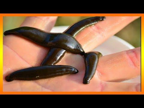 Descubre el significado de soñar con sanguijuelas en el cuerpo Descubre el significado de soñar con sanguijuelas en el cuerpo