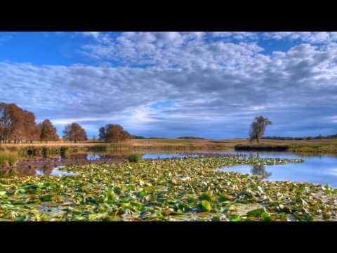 Descubre el misterio: ¿Qué significa soñar con un pantano? Descubre el misterio: ¿Qué significa soñar con un pantano?